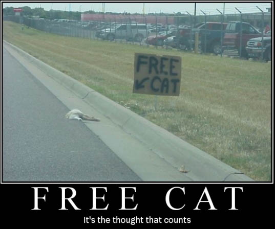 free cat